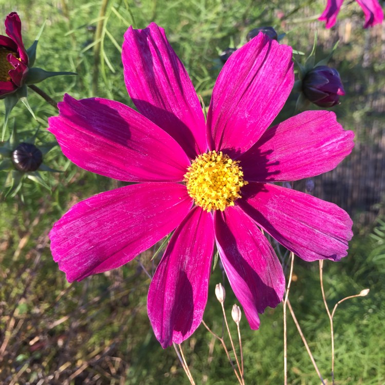 plant image 267367