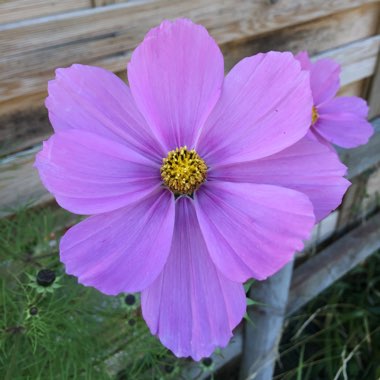 plant image 267369