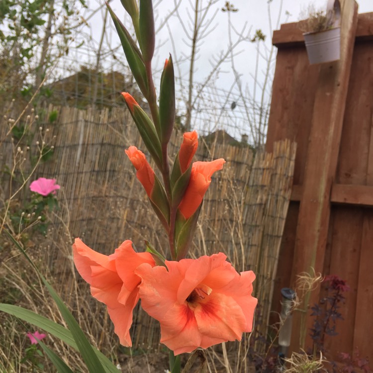 plant image 269648