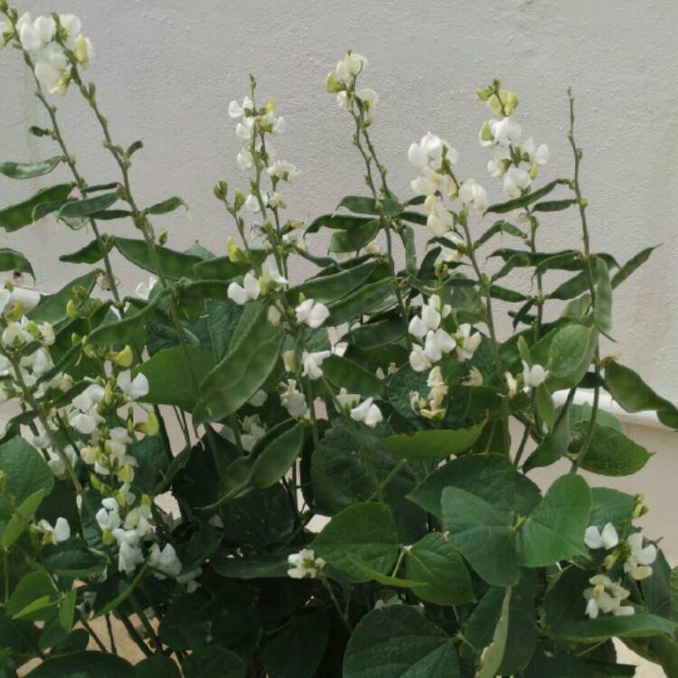 Plant image Phaseolus vulgaris