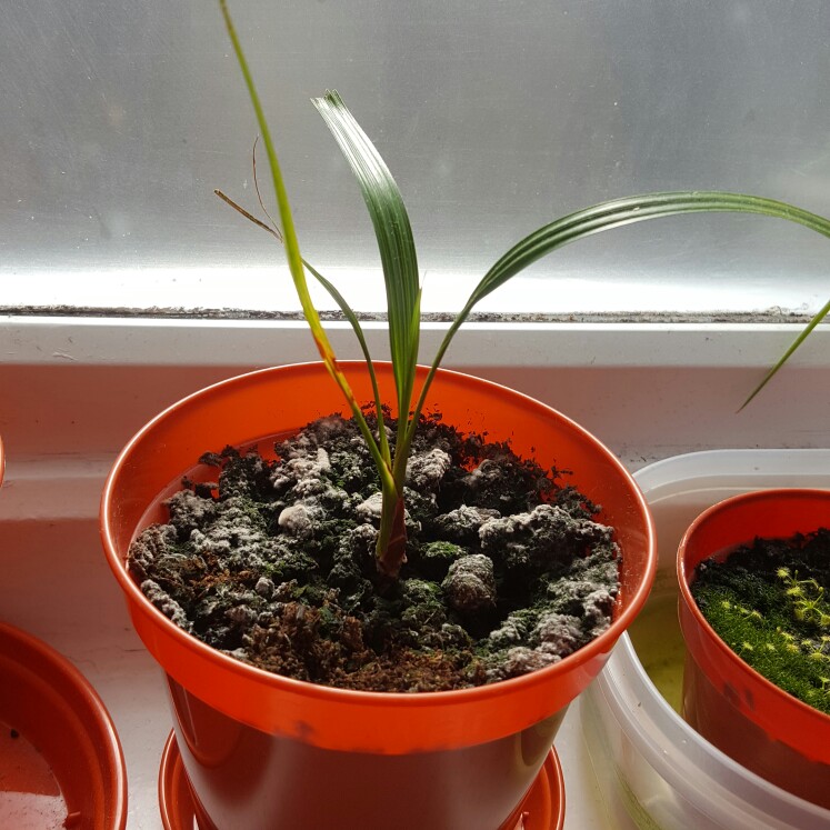 Plant image Phoenix Roebelenii