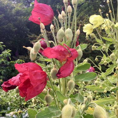 Nic's garden