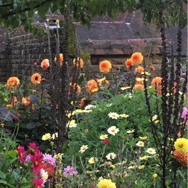 Nic's garden