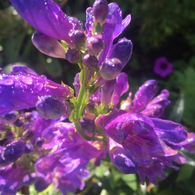 Nic's garden
