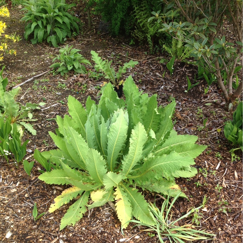plant image 49745