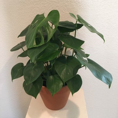 Swiss Cheese Plant
