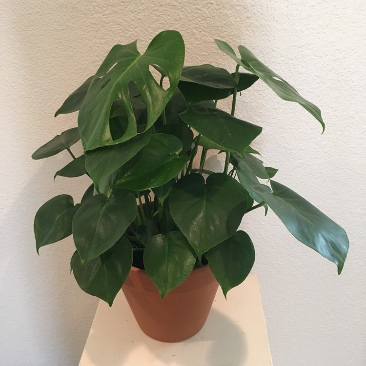 plant image 641054