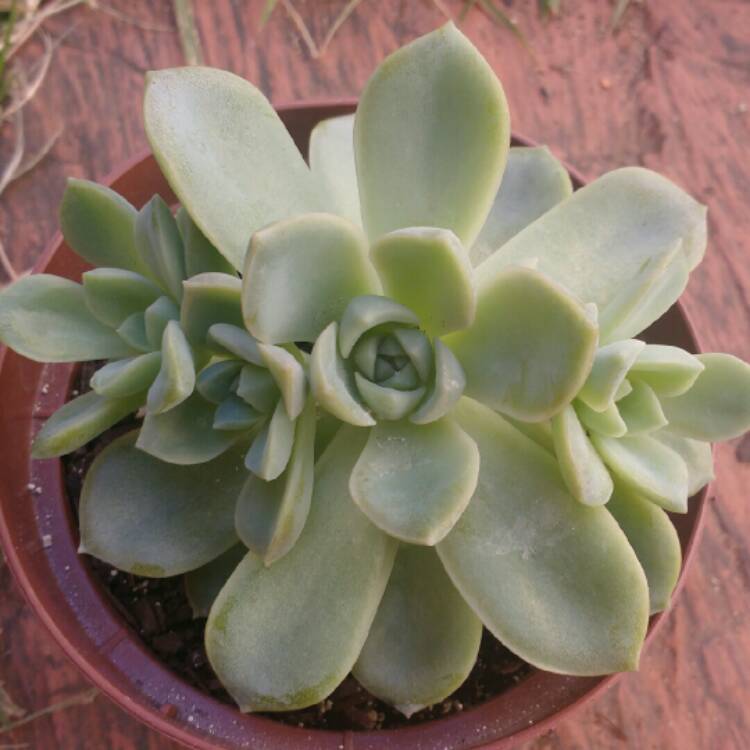 plant image 692289