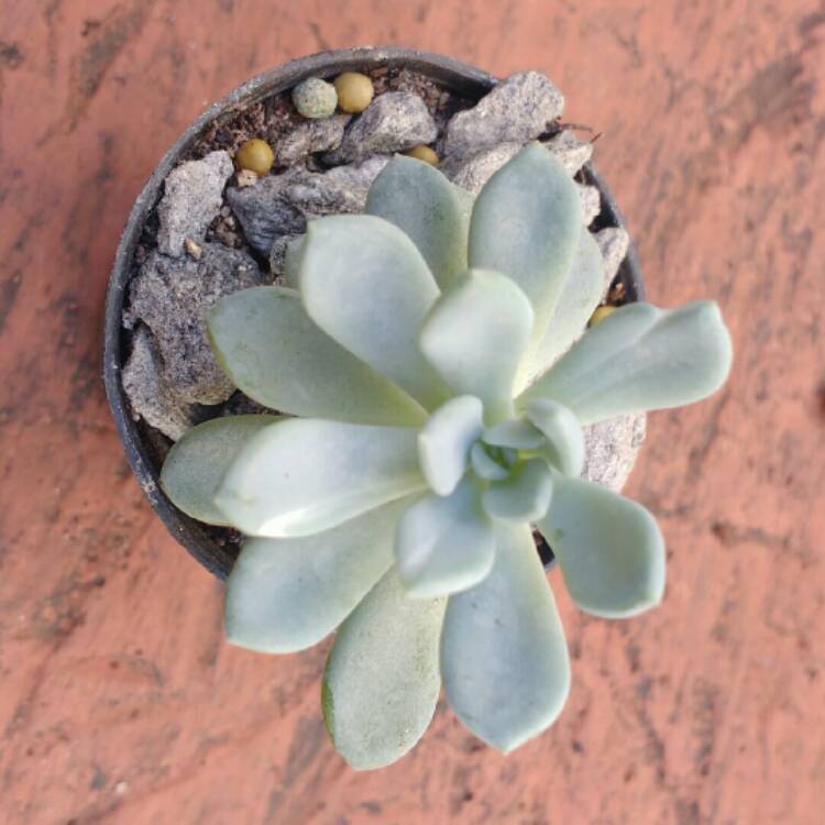 Plant image Echeveria Amoena