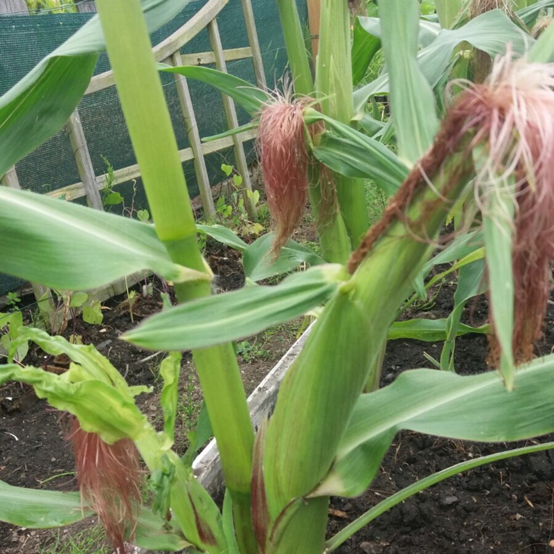 plant image 158152
