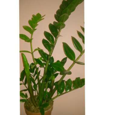 Zamioculcas zamiifolia