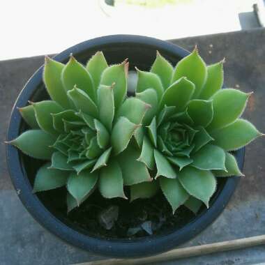 Sempervivum Tectorum Sunset