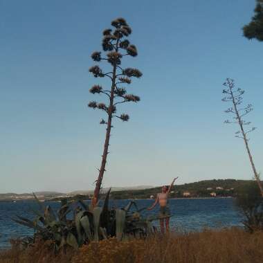Agave Americana