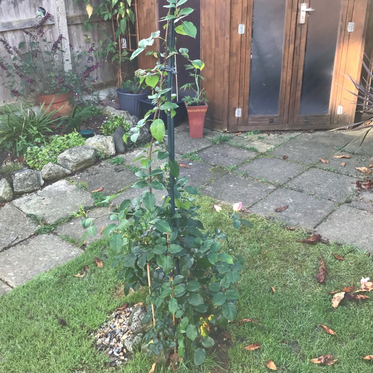 plant image 573491