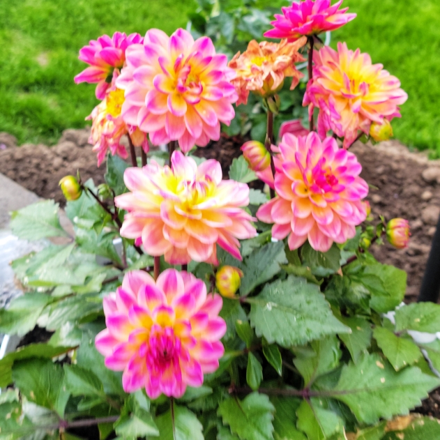 Plant image Dahlia 'Garden Show'