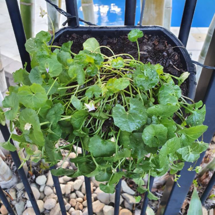 plant image 1396677