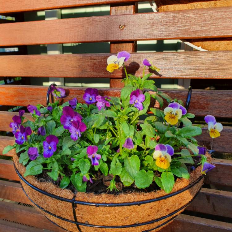 Plant image Viola cornuta 'Celestial Twilight'