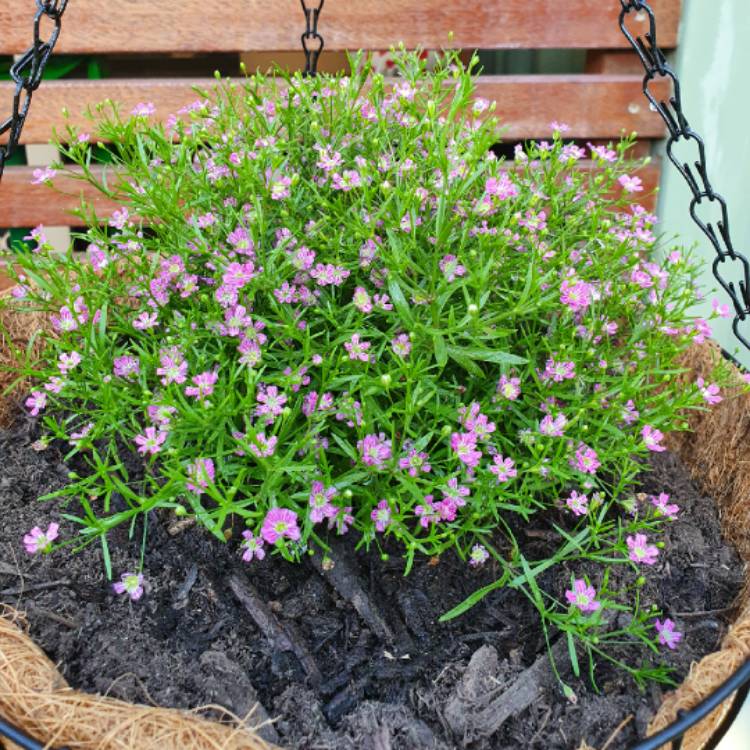 plant image 1396695