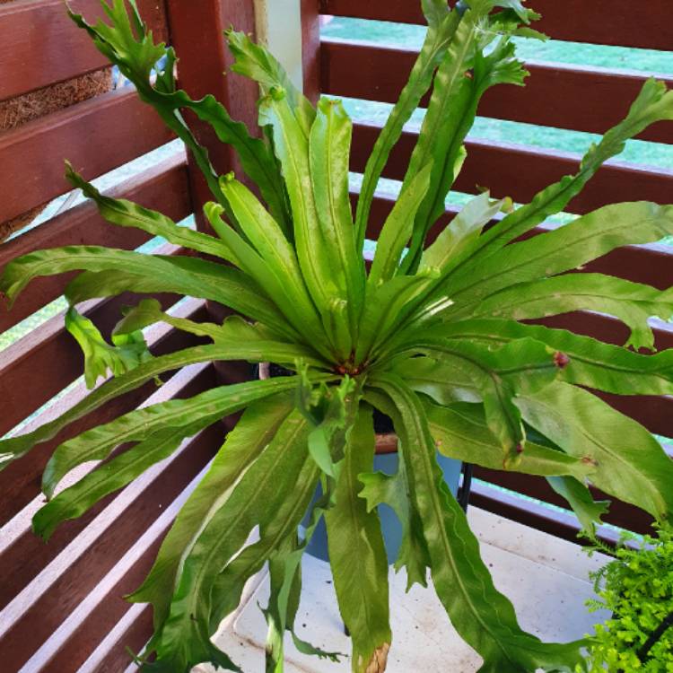 Plant image Asplenium antiquum 'Leslie'
