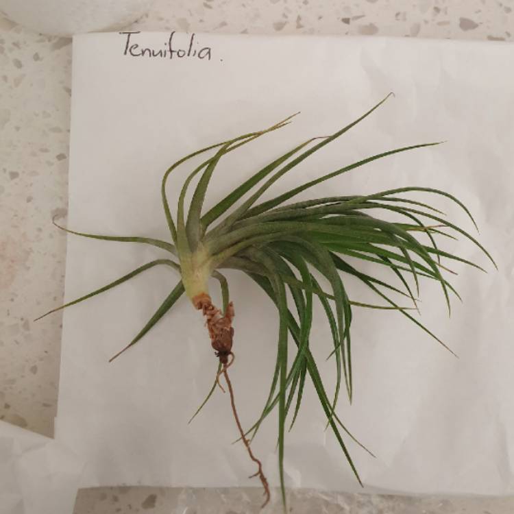 Plant image Tillandsia tenuifolia