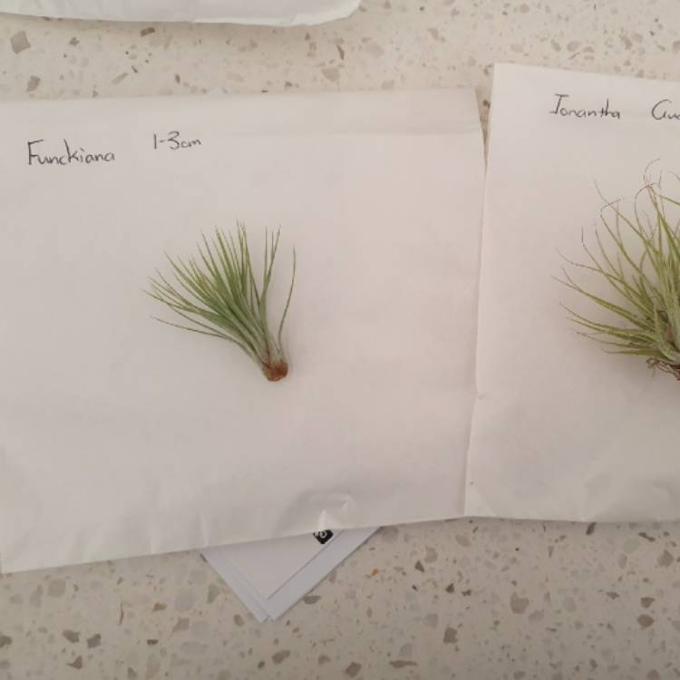 Plant image Tillandsia funckiana