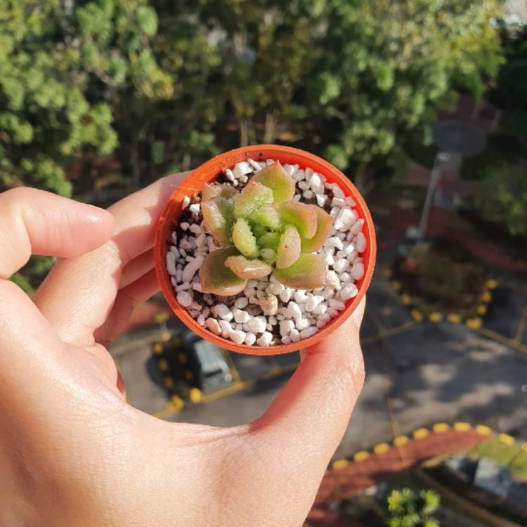 Plant image Echeveria Opalina x Romeo
