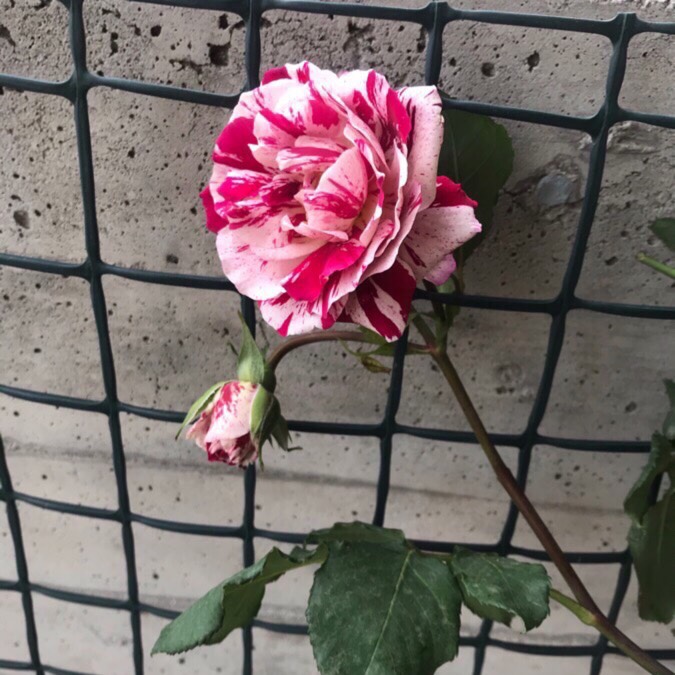 Plant image Rosa 'Dormelo' syn. Rosa 'New Imagine', Rosa 'Just Imagine'