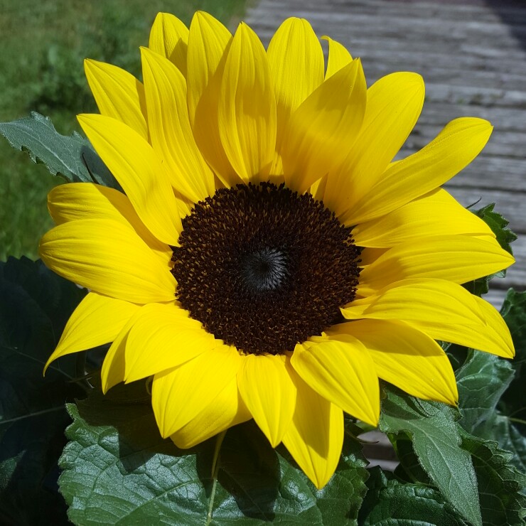 Helianthus annuus