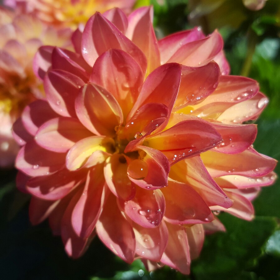 Dahlia (Bedding Varieties)