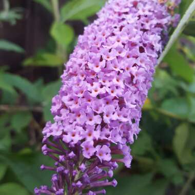 Buddleja