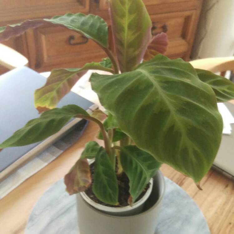 Plant image Calathea roseopicta