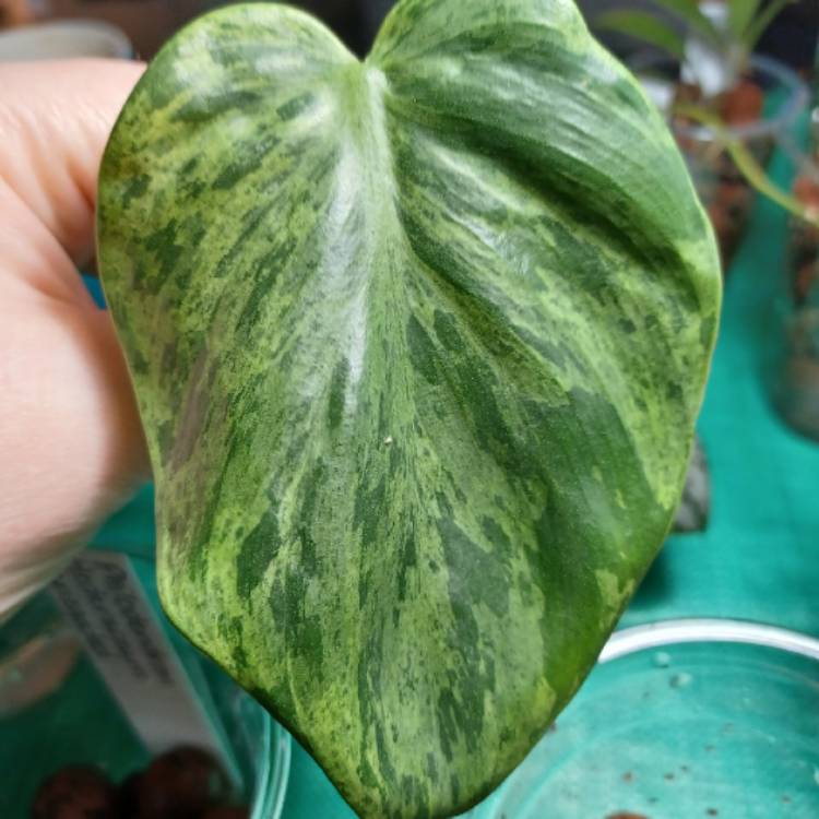 Plant image Philodendron Hederaceum Variegata