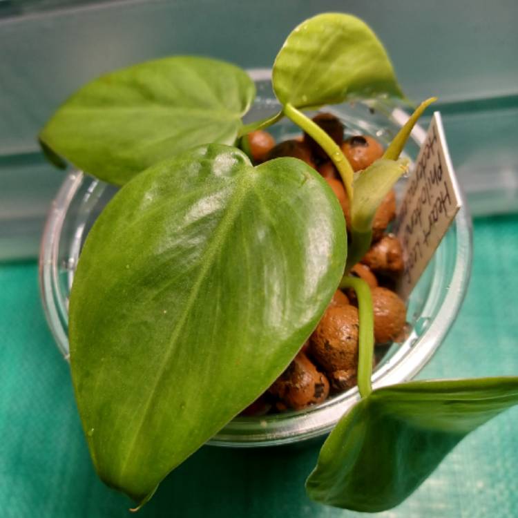 Plant image Philodendron hederaceum var. Oxycardium