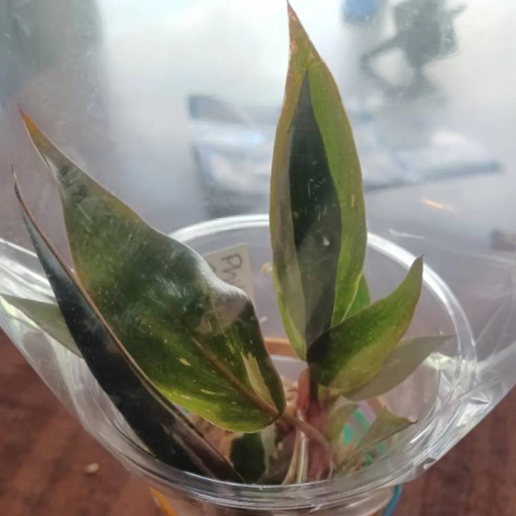 plant image 1679879 plant image 1679879