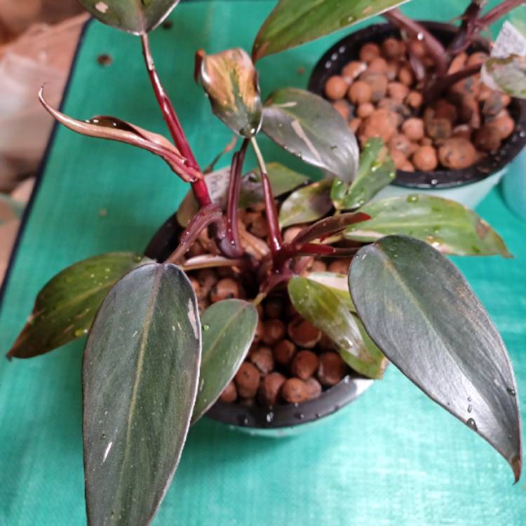 plant image 1679886 plant image 1679886