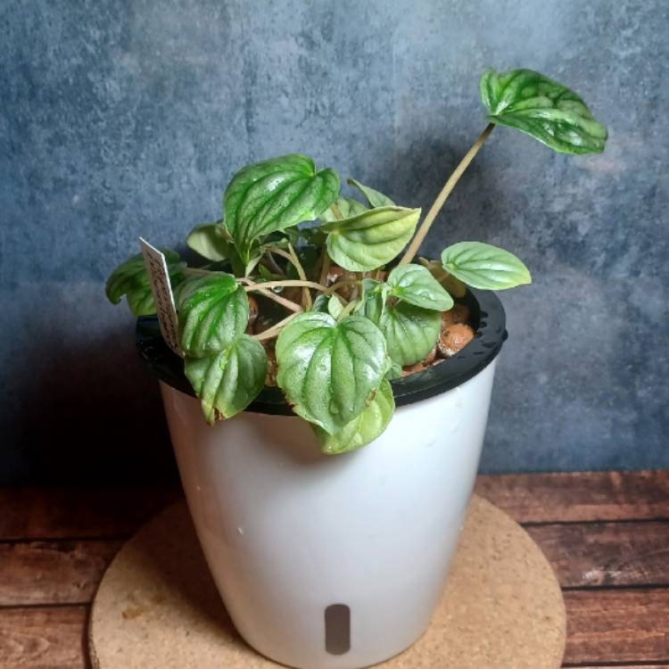 Plant image Peperomia 'Moonlight'