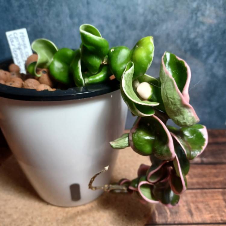 Plant image Hoya Carnosa Compacta Variegata