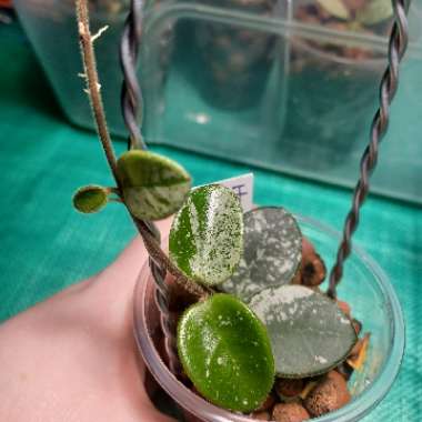 nwnaturegirl's plant