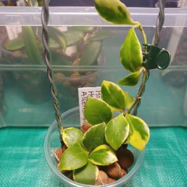 Hoya Heuschkeliana Albomarginata