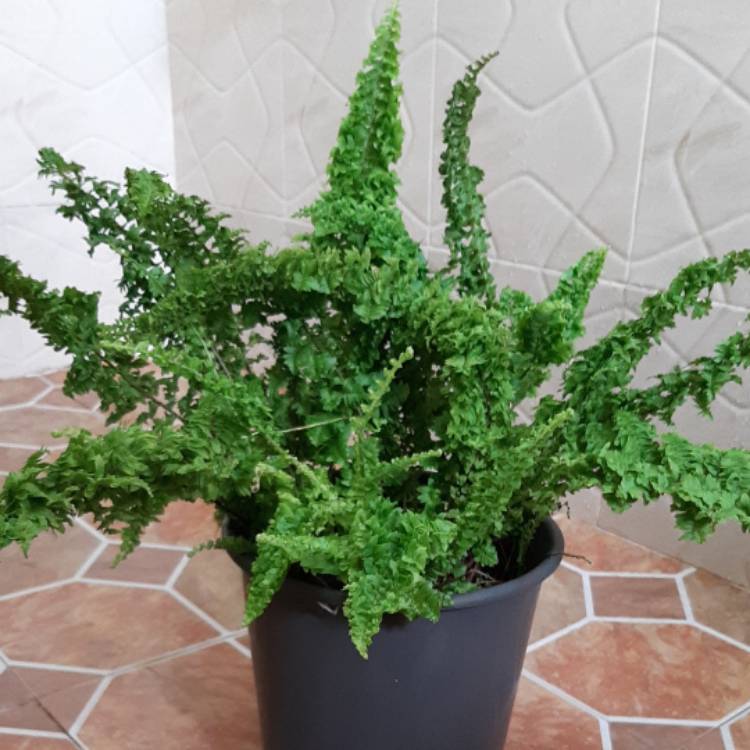 plant image 1541599
