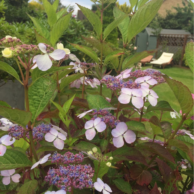 plant image 144409