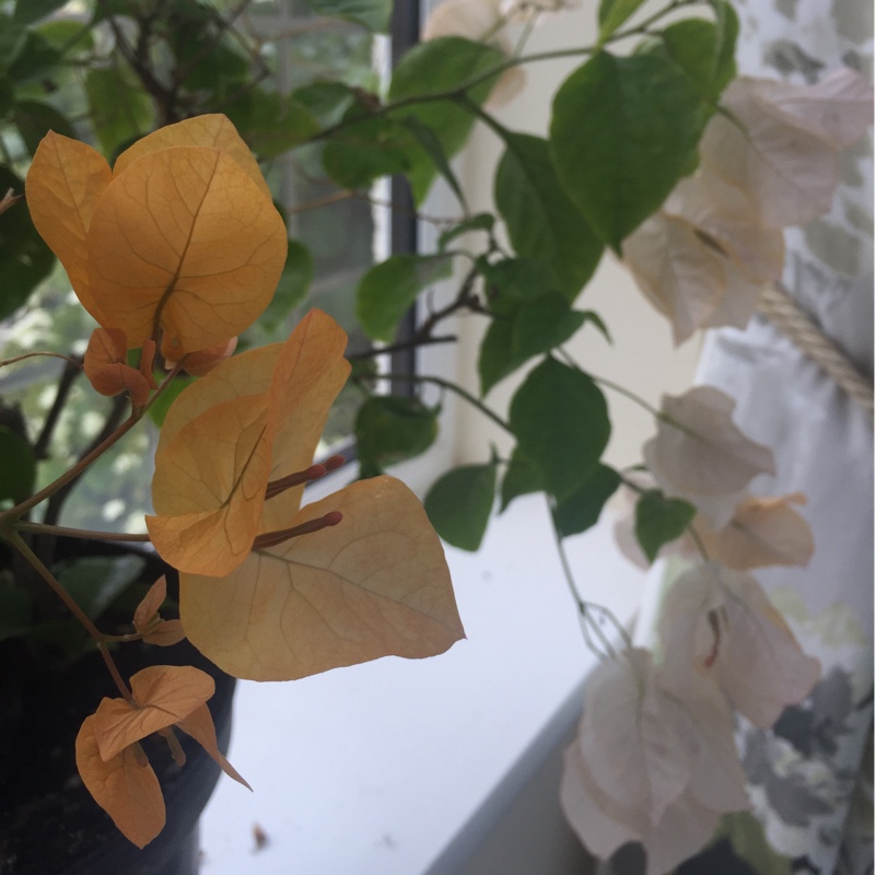 Plant image Bougainvillea 'California Gold'