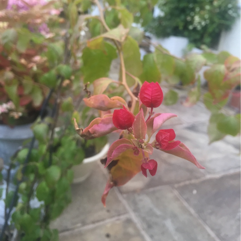 plant image 202430