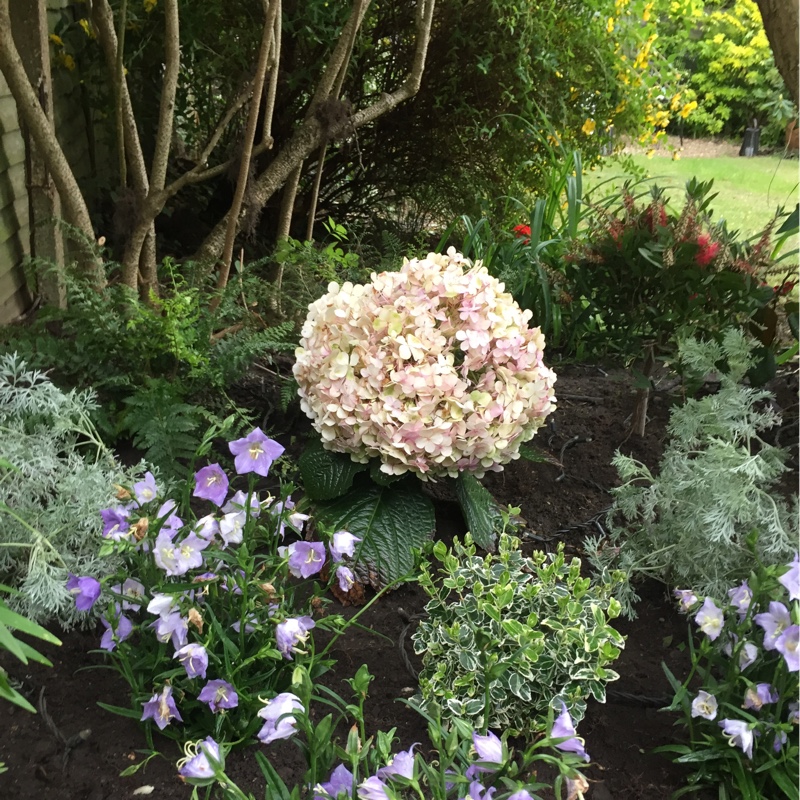 Plant image Hydrangea macrophylla 'Avantgarde'
