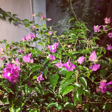Bougainvillea 'Zulu Queen'