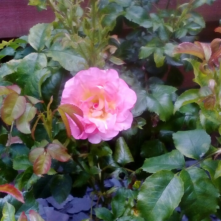Plant image Rosa 'Inspiration' (W.I. Centenary Rose)