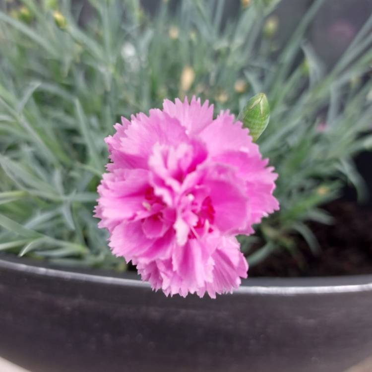 plant image 1674192