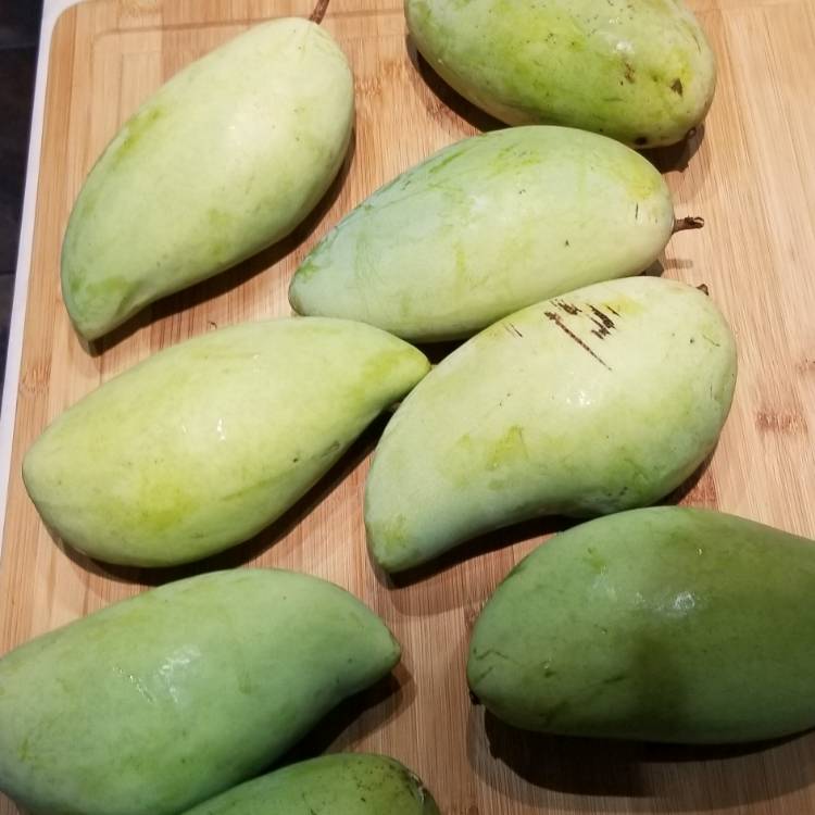 Plant image Mangifera indica 'Nam Doc Mai'