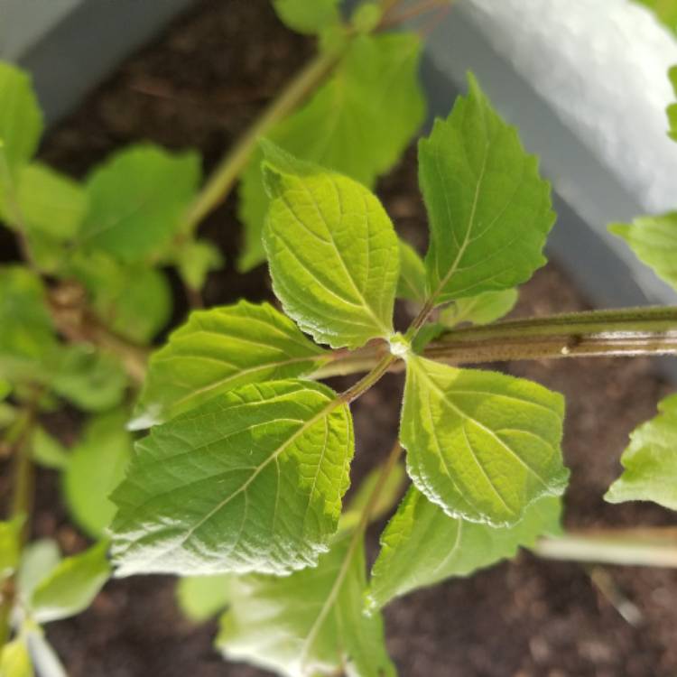 Plant image Perilla frutescens