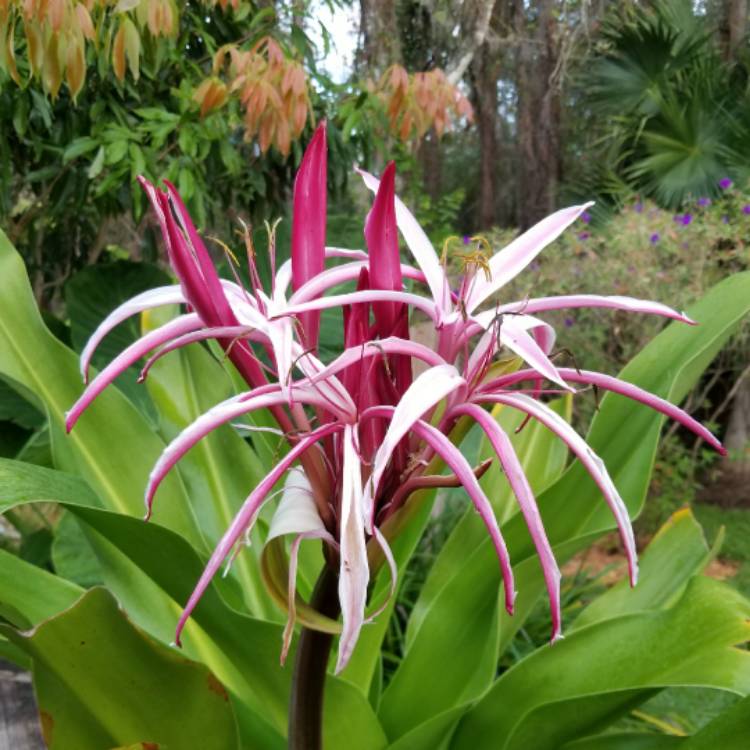 Plant image Crinum Asiaticum
